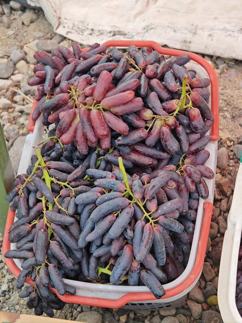 北方哪种葡萄最耐寒？-图2