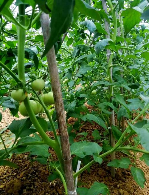夏季番茄种植技术视频有哪些关键要点？-图1