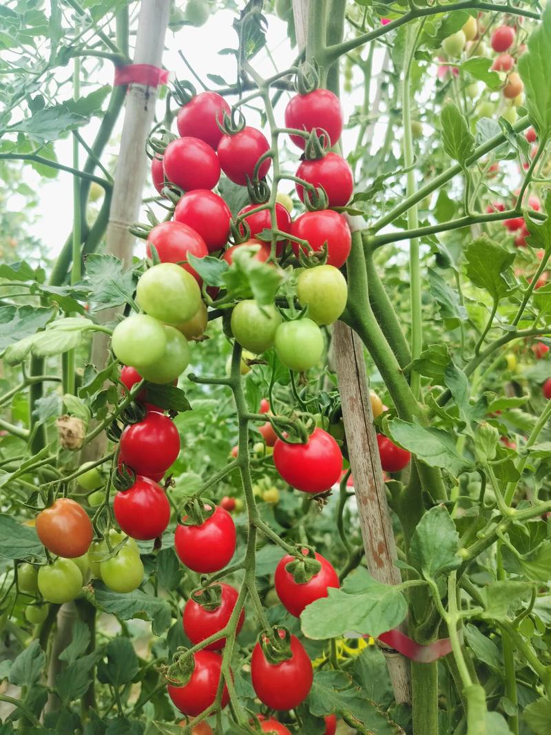 夏季番茄种植技术视频有哪些关键要点？-图3