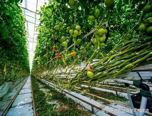 夏季番茄种植技术视频有哪些关键要点？-图2