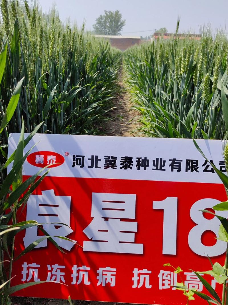 新冬34小麦品种有何特点与优势？-图1