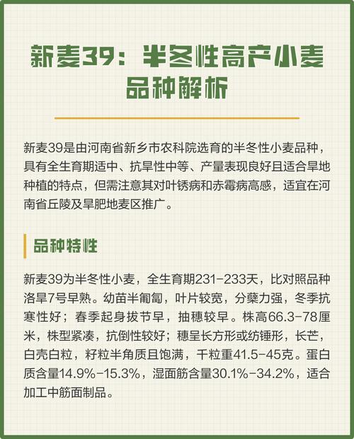 新冬34小麦品种有何特点与优势？-图2