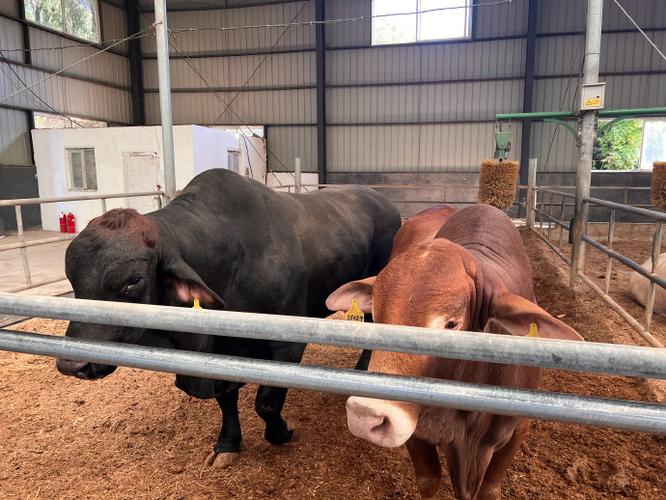 长春皓月肉牛出栏价格现在怎么样？-图2