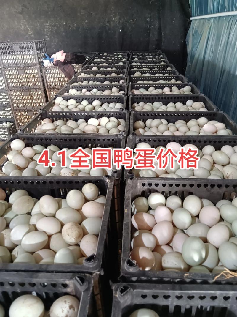 今日湖北黄冈鸭蛋价格多少钱一斤？-图1