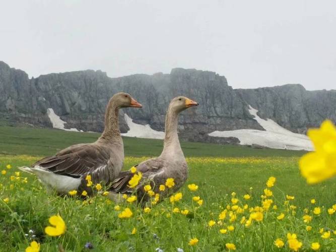 新疆适合养哪些鹅品种？-图2