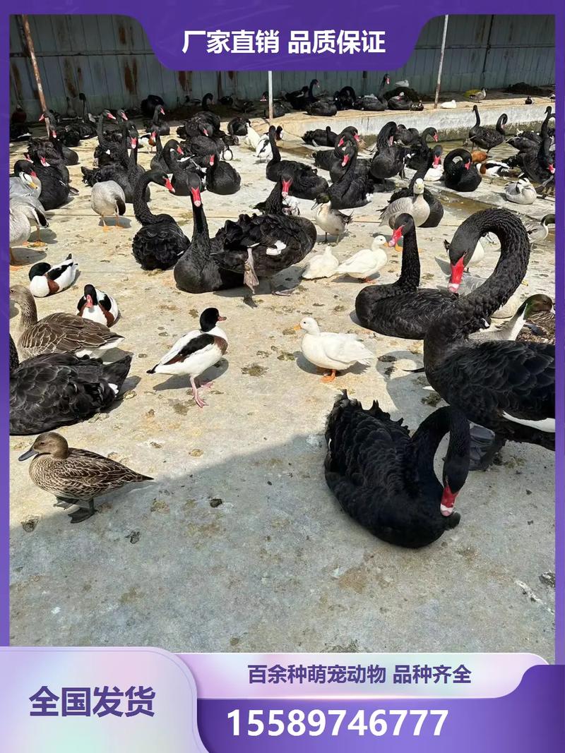 新疆适合养哪些鹅品种？-图1