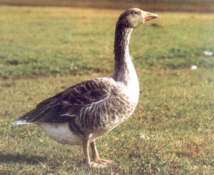 新疆适合养哪些鹅品种？-图3