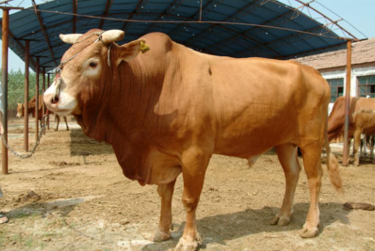 中国哪些牛品种肉质最好？-图3