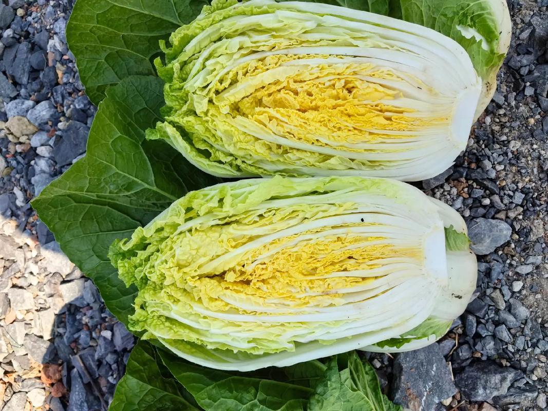 冬天种白菜，哪些品种更合适？-图1
