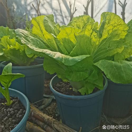 冬天种白菜，哪些品种更合适？-图2