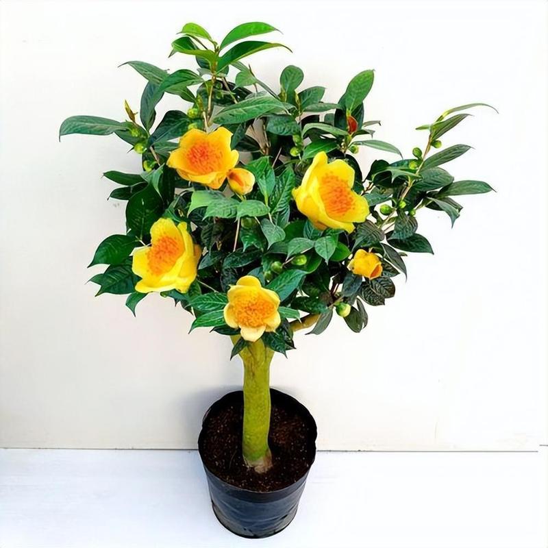 金茶花哪个品种最珍稀？-图3