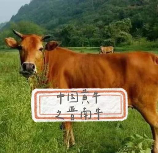 中国牛品种哪家强？-图2