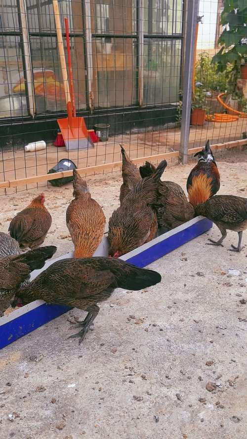 人工养殖选什么鸡品种最合适？-图1