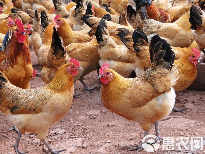 人工养殖选什么鸡品种最合适？-图3