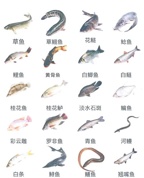 常见淡水鱼品种有哪些？-图1