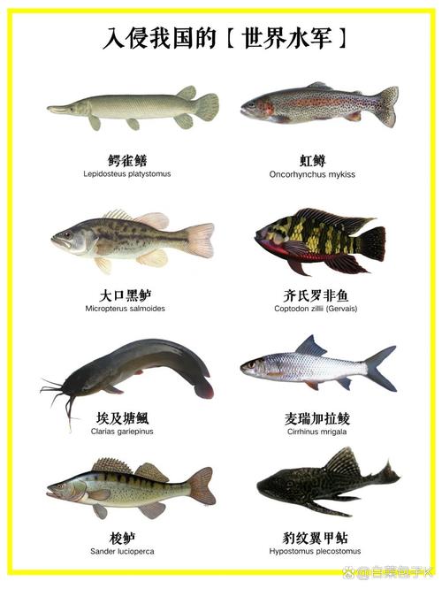 常见淡水鱼品种有哪些？-图2