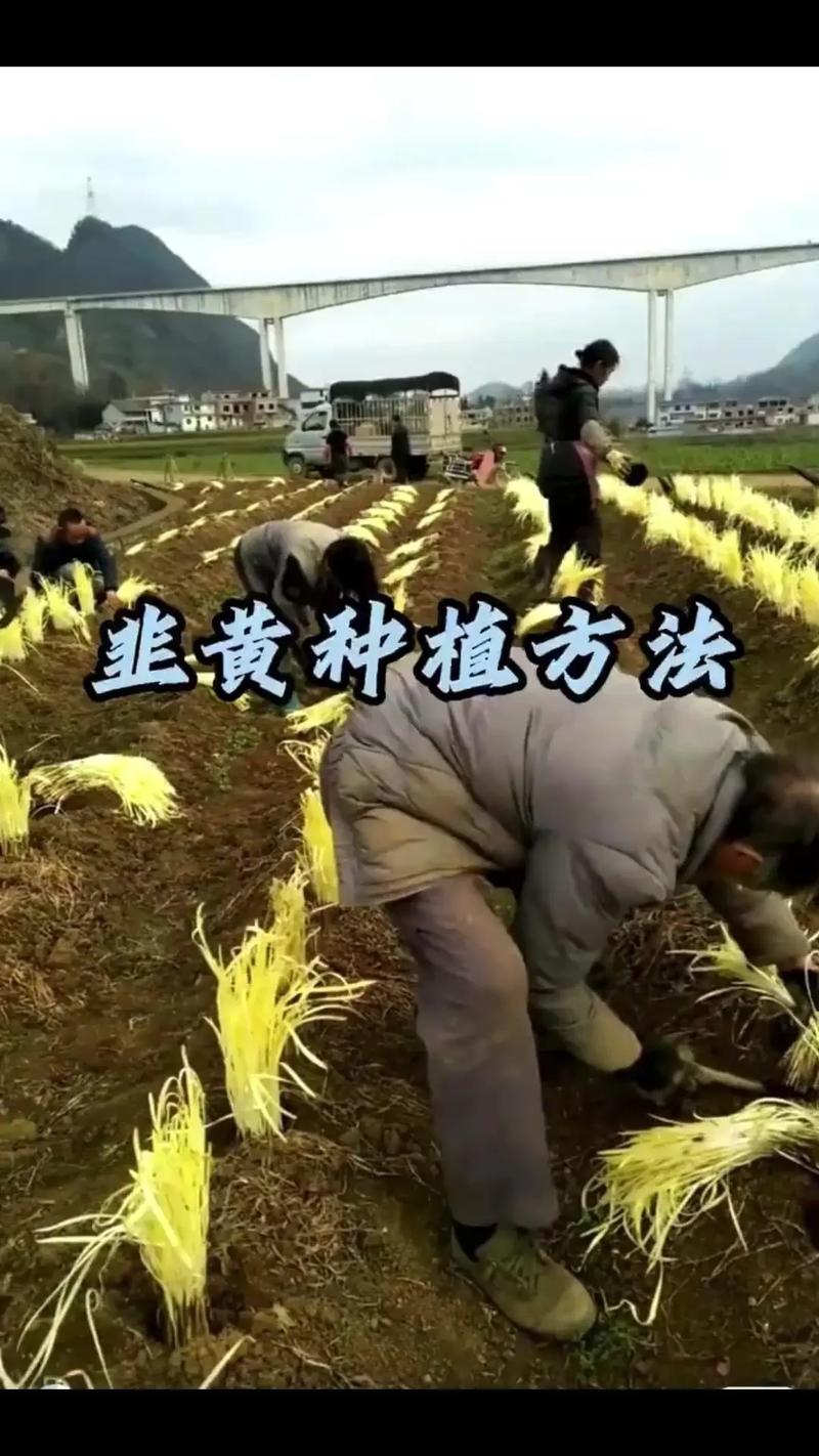韭黄怎么种植技术视频-图1