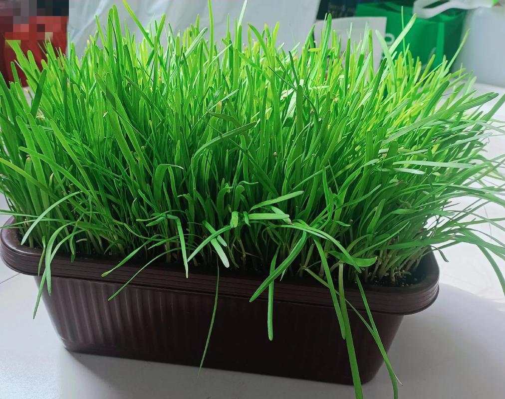 韭黄怎么种植技术视频-图2