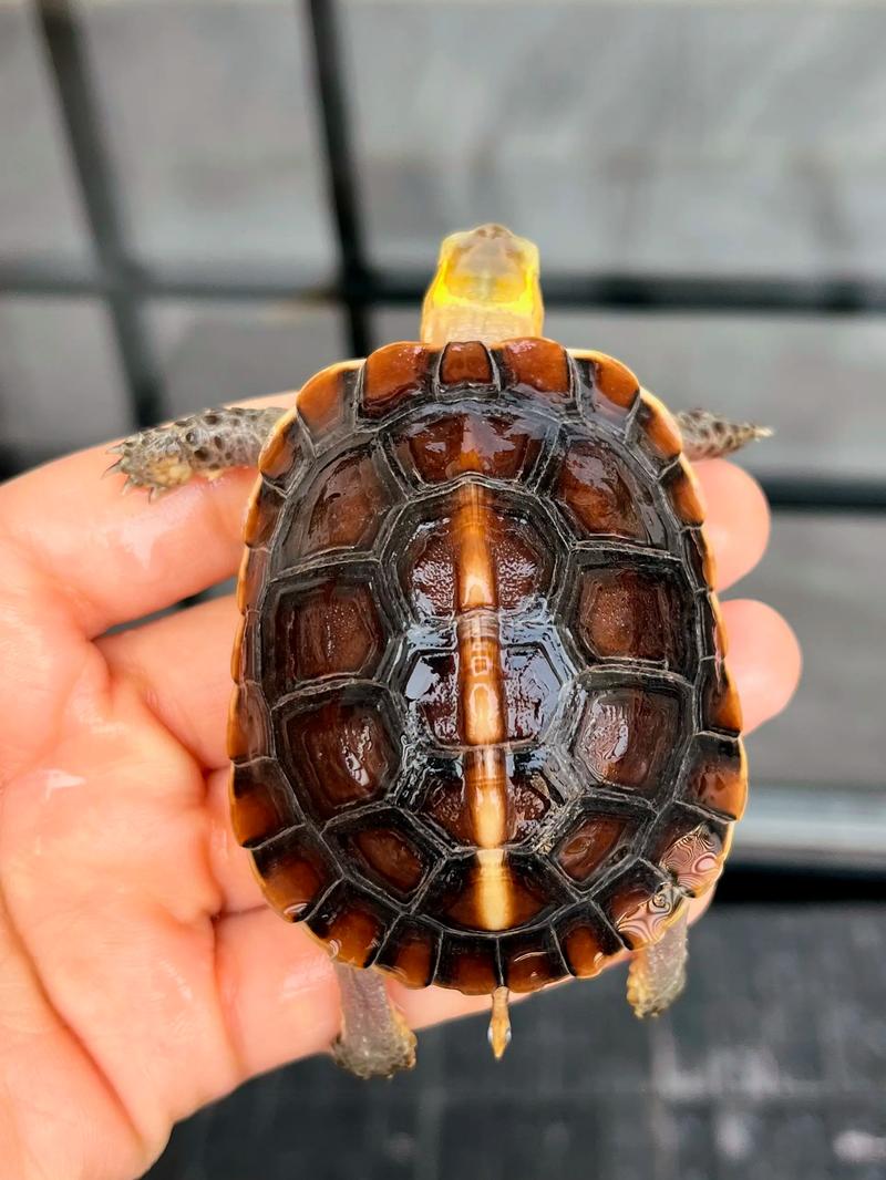 2025年安缘龟苗价格会涨还是跌？-图1