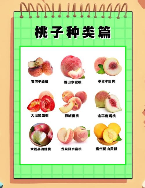 晚熟桃子品种到底有多少种？-图2