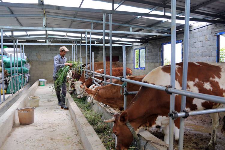 农村养牛新技术视频，新手能学会吗？-图1