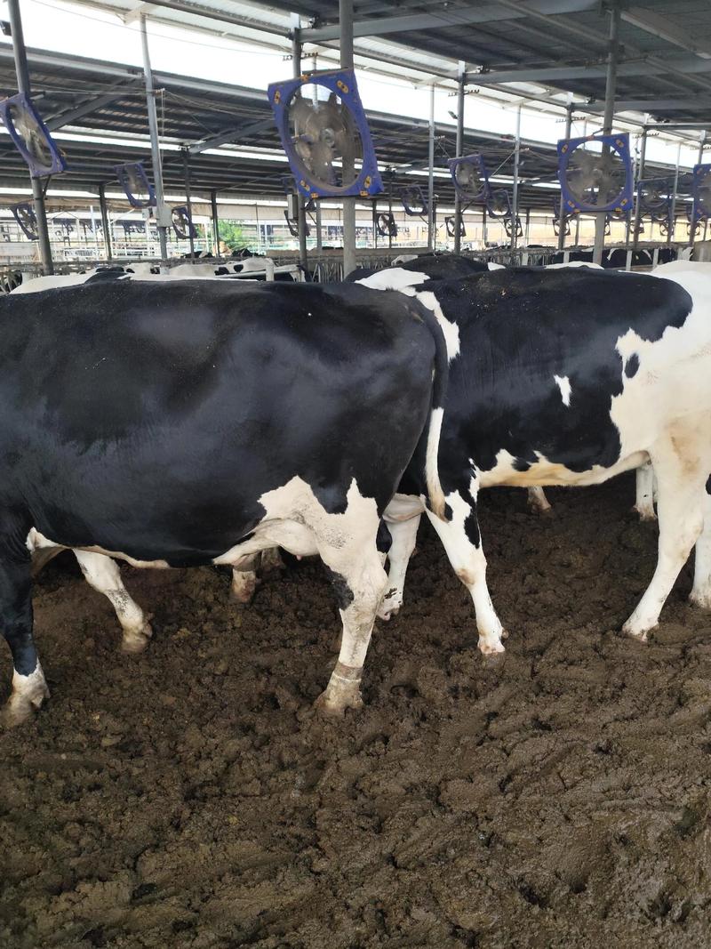 农村养牛新技术视频，新手能学会吗？-图2