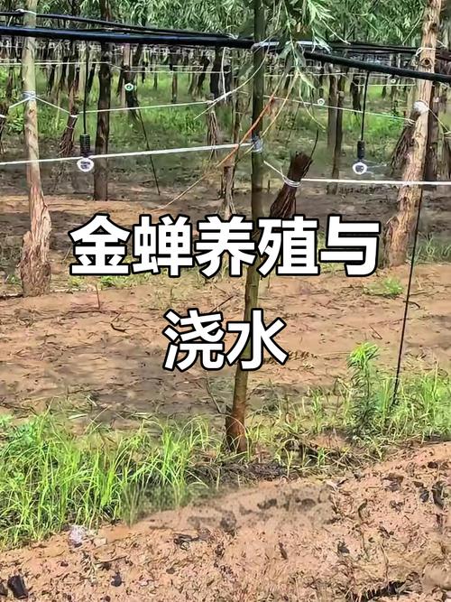 陶源金蝉养殖技术有哪些关键要点？-图1