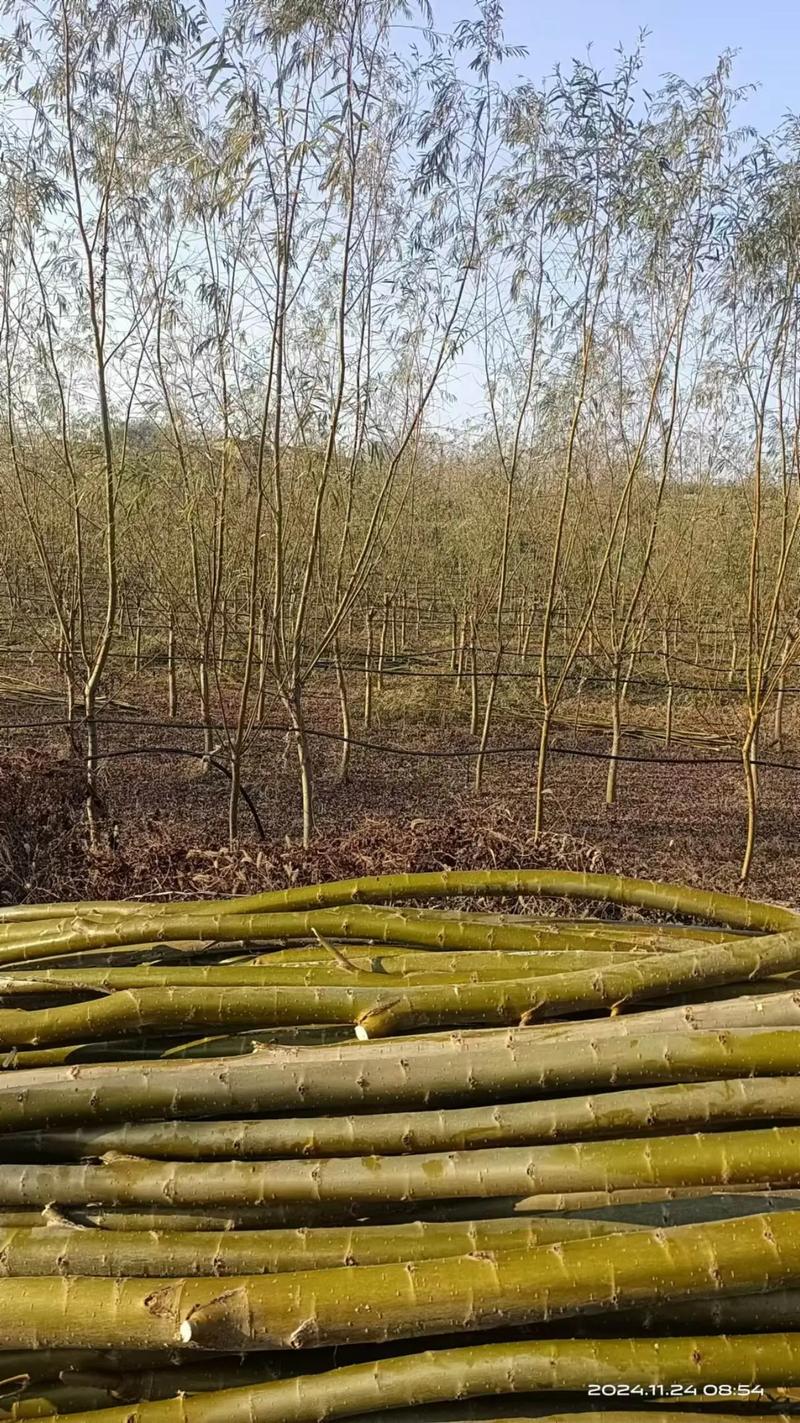 陶源金蝉养殖技术有哪些关键要点？-图2