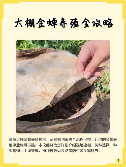 陶源金蝉养殖技术有哪些关键要点？-图3