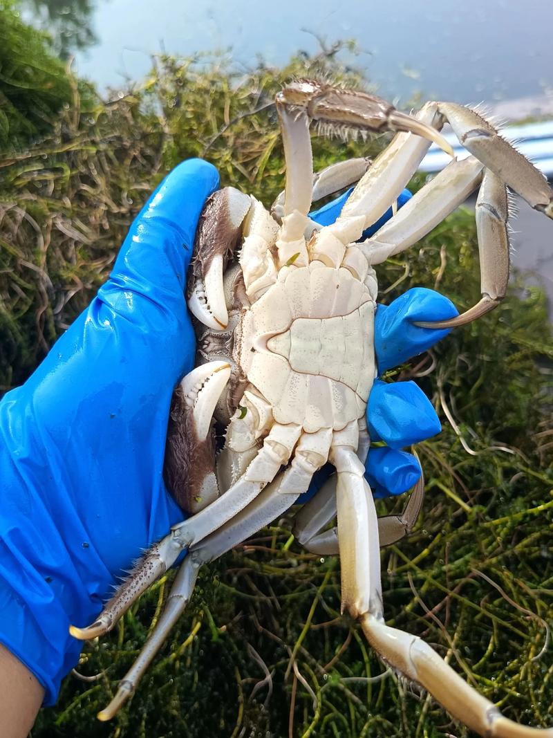 河蟹高效养殖技术有哪些关键要点？-图1