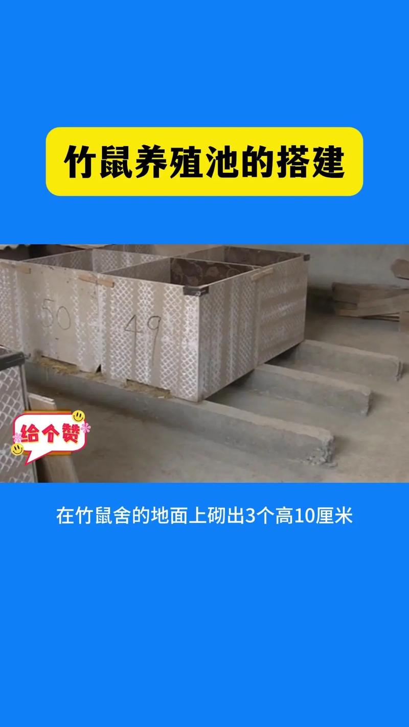 竹鼠养殖技术有哪些关键要点？-图2