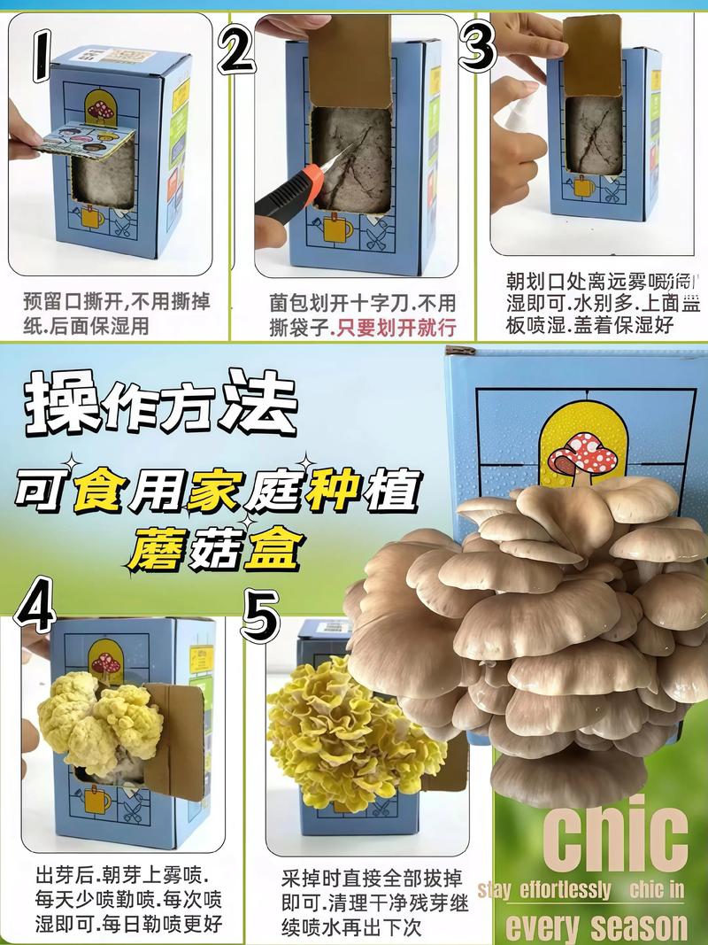 蘑菇菌种培养技术怎么学？-图2