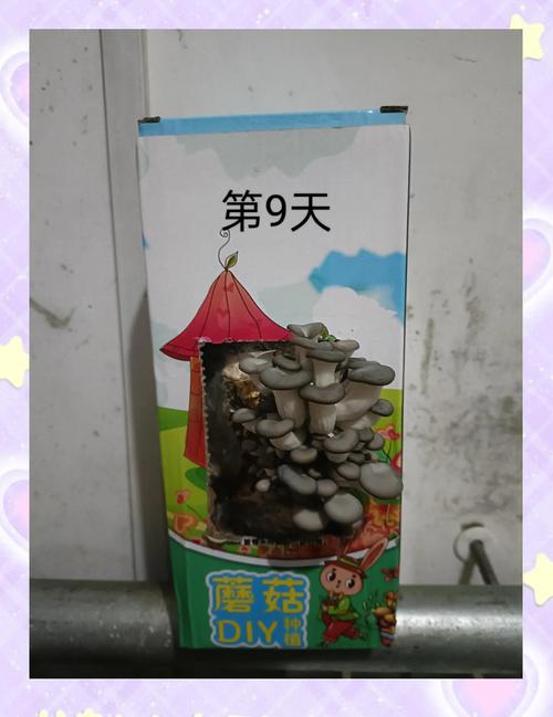 蘑菇菌种培养技术怎么学？-图1