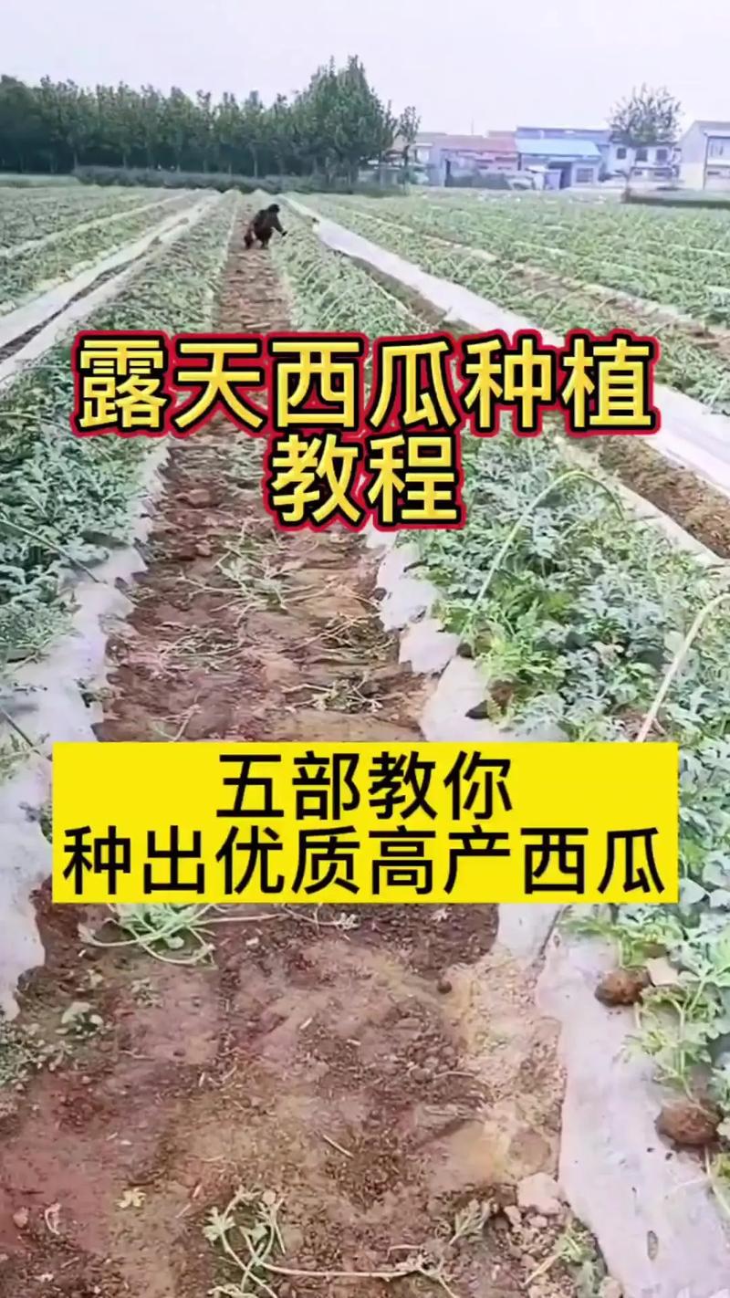 西瓜种植技术视频，新手能学会吗？-图1