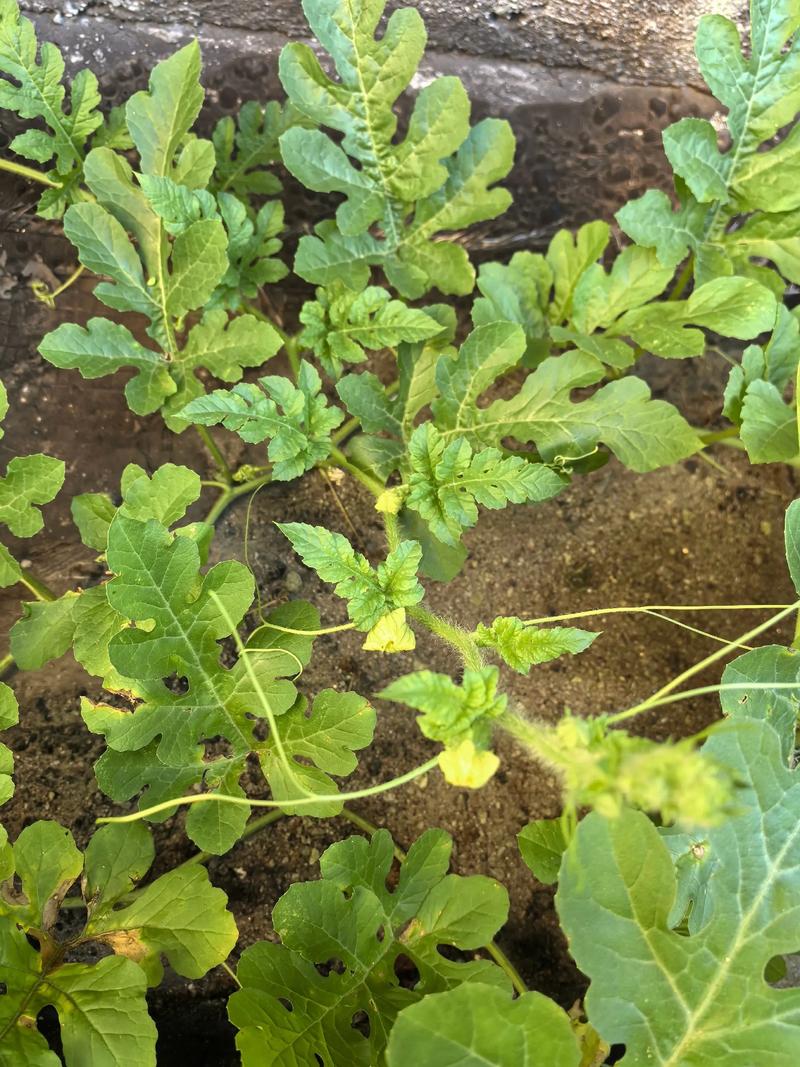 西瓜种植技术视频，新手能学会吗？-图3