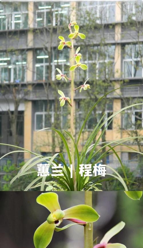 常见蕙兰品种有哪些？-图2