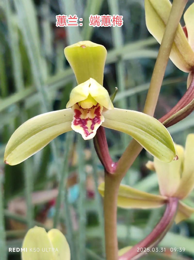 常见蕙兰品种有哪些？-图3