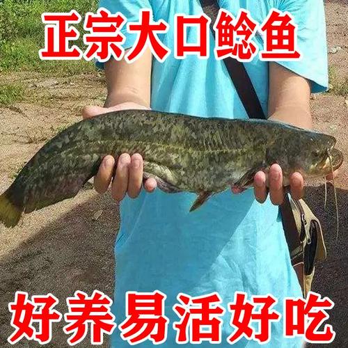 胡子大口鲶鱼养殖技术有哪些关键点？-图1