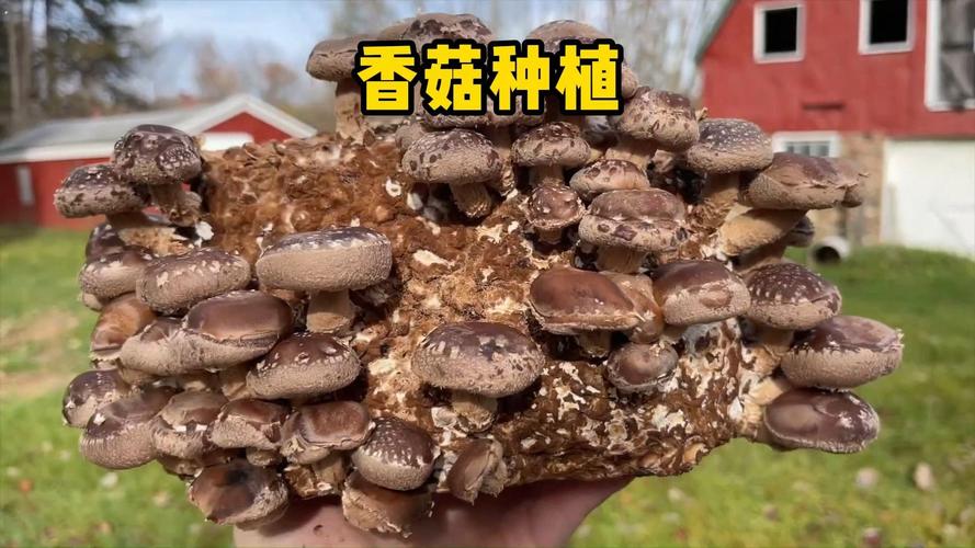 香菇室内栽培技术视频，新手能学会吗？-图2