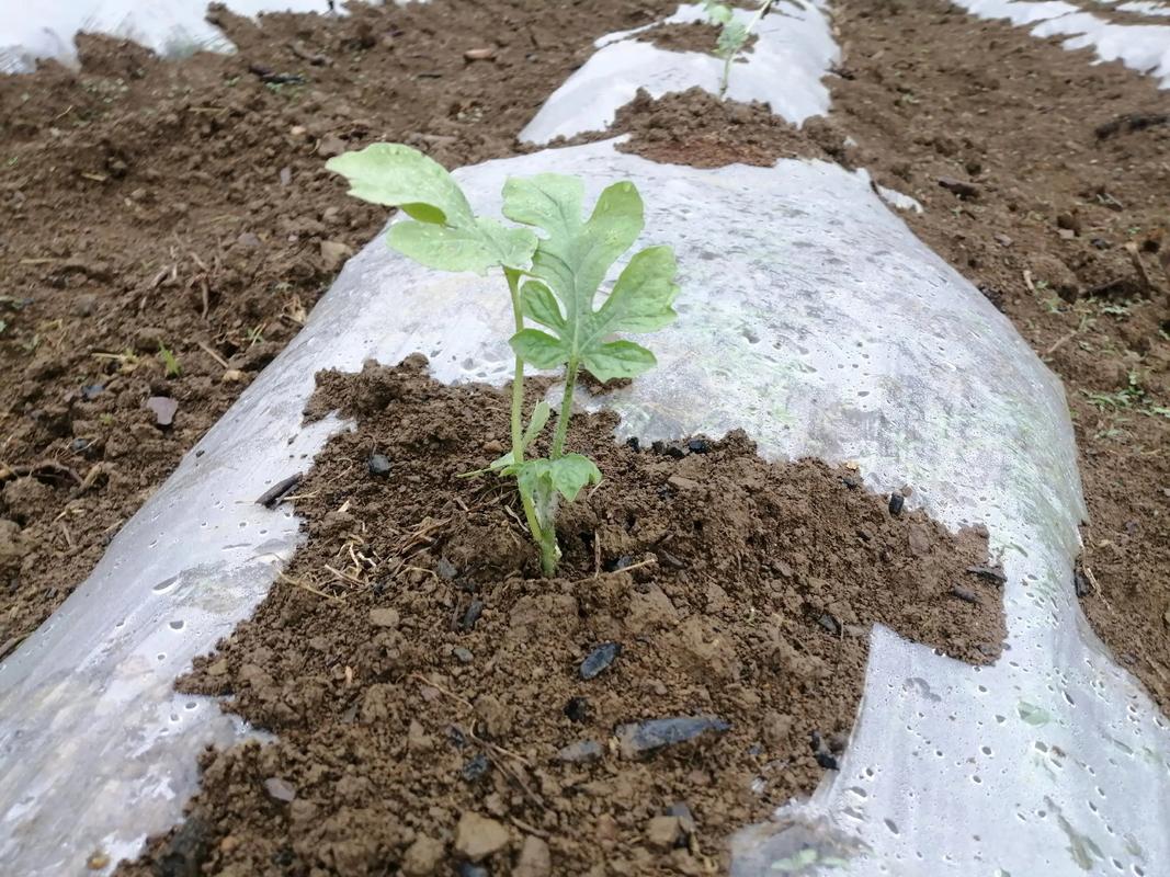 西瓜种植后期管理技术-图2