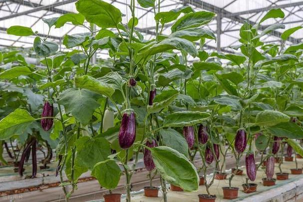 大棚茄子栽培视频，关键技术要点有哪些？-图2