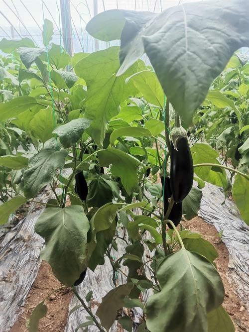 大棚茄子栽培视频，关键技术要点有哪些？-图3