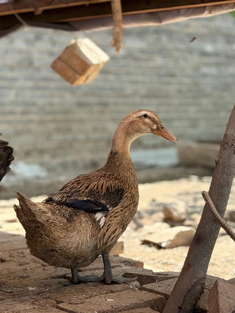 养鸭子选什么品种好？-图1