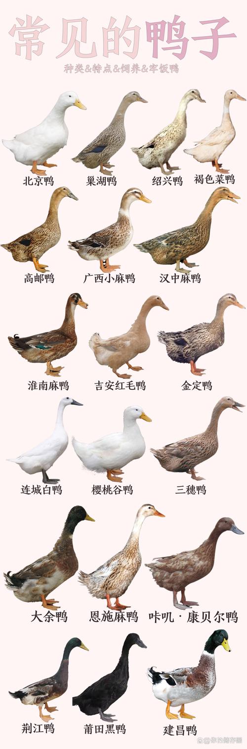 养鸭子选什么品种好？-图2