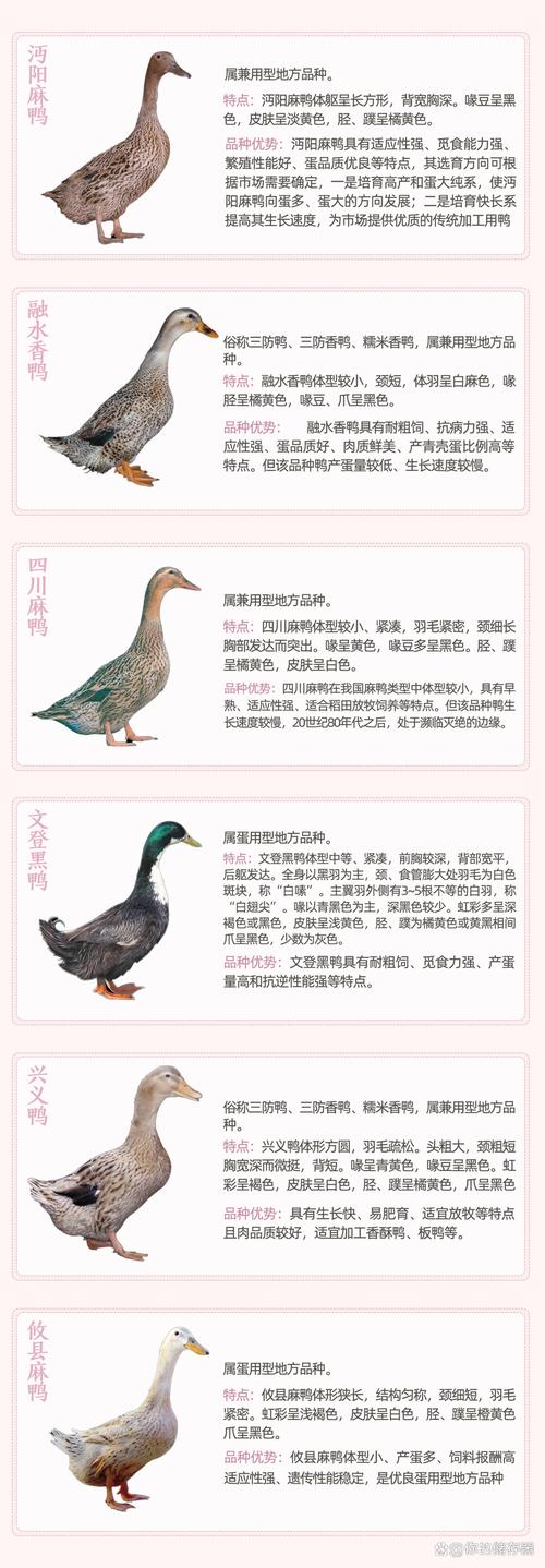 养鸭子选什么品种好？-图3
