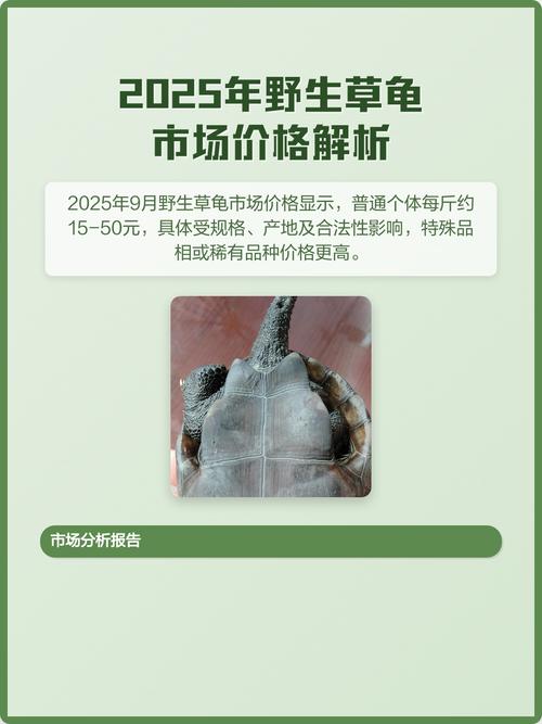 2025草龟苗价格会涨还是跌？-图1