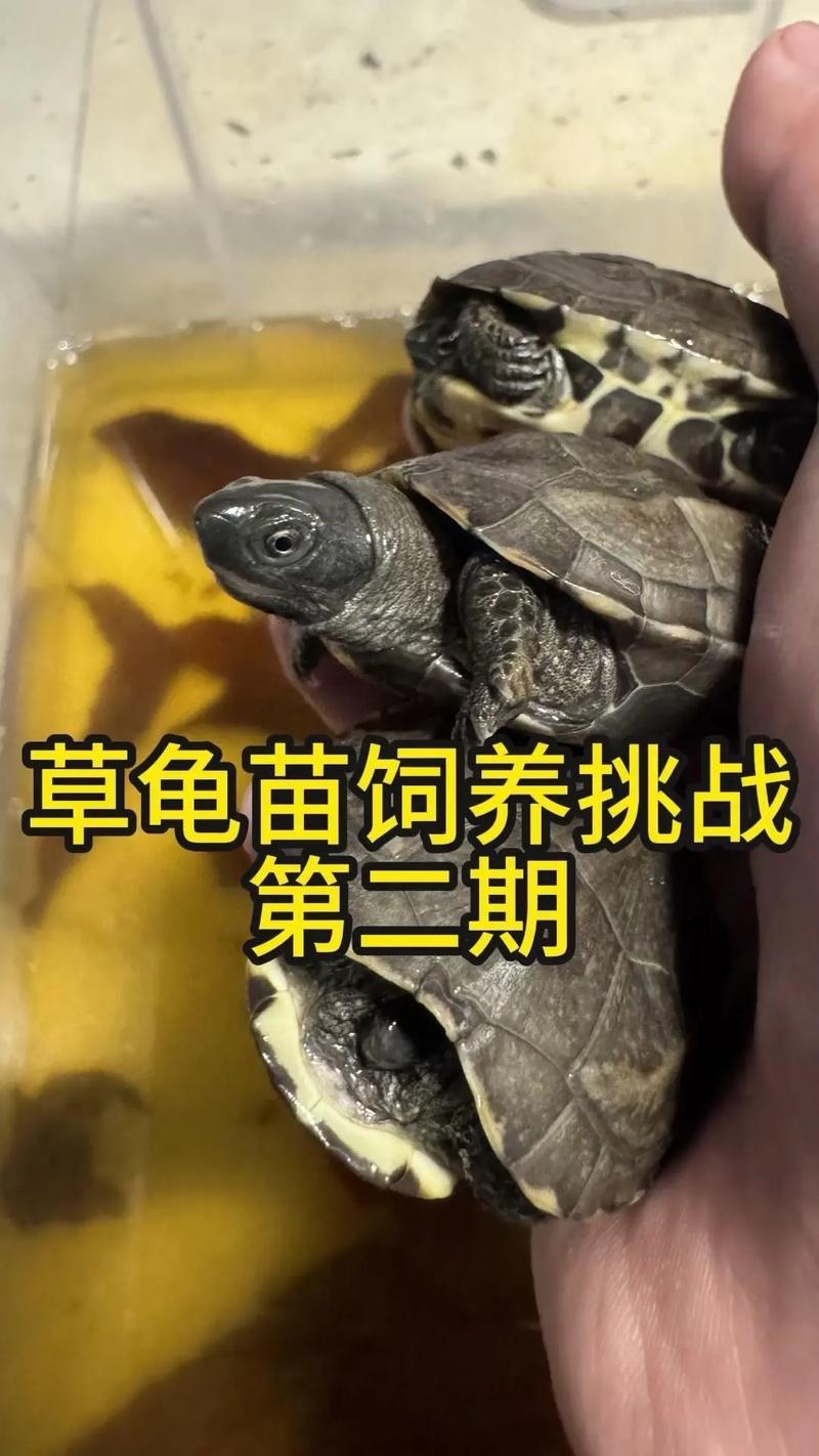 2025草龟苗价格会涨还是跌？-图3