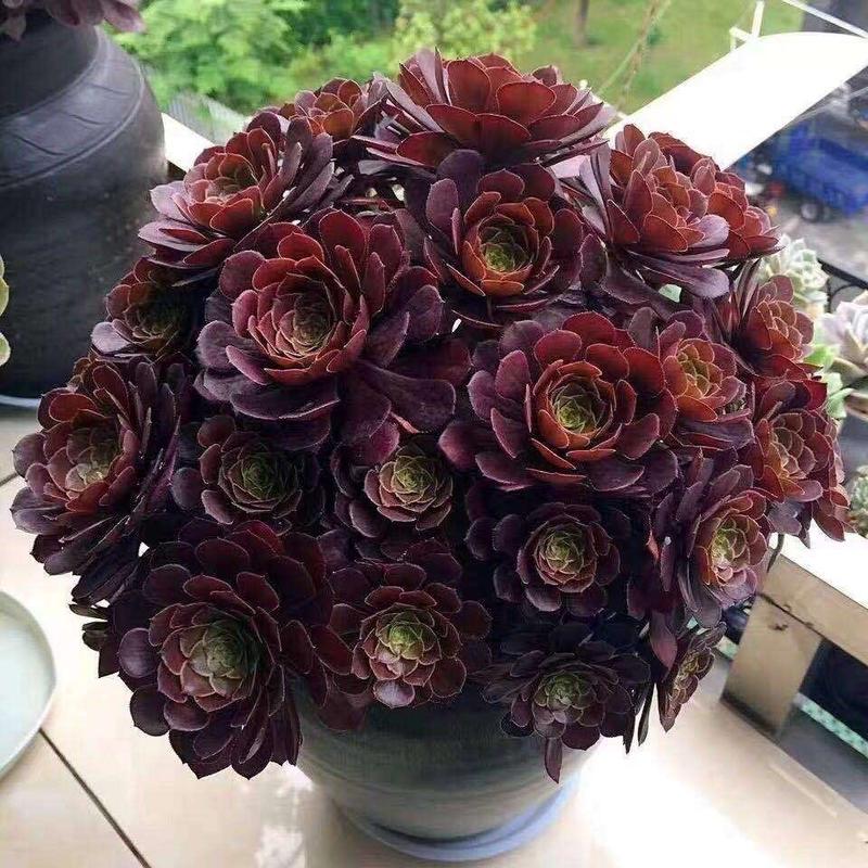 法师多肉哪些品种颜值更高？-图2