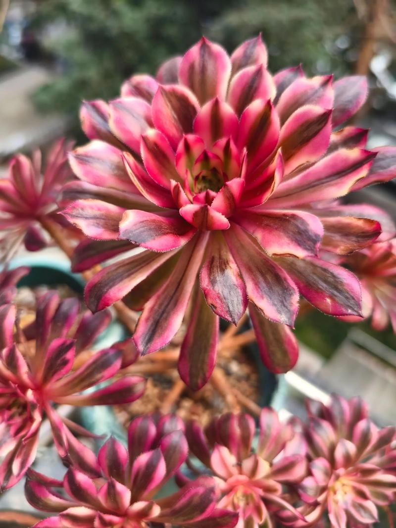 法师多肉哪些品种颜值更高？-图3