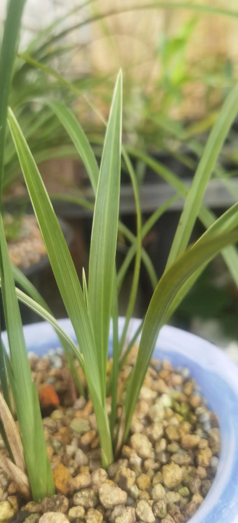 名贵兰花叶片品种图片-图1